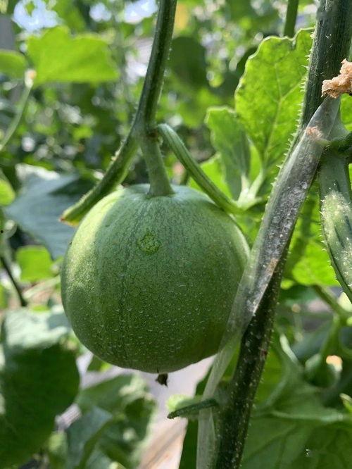 可以吃瓜娱乐圈,揭秘明星幕后故事  第3张